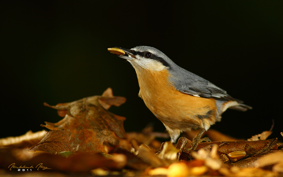 Eurasian Nuthatch