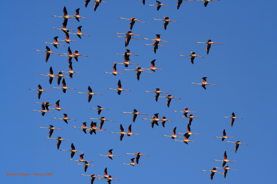 Greater Flamingo