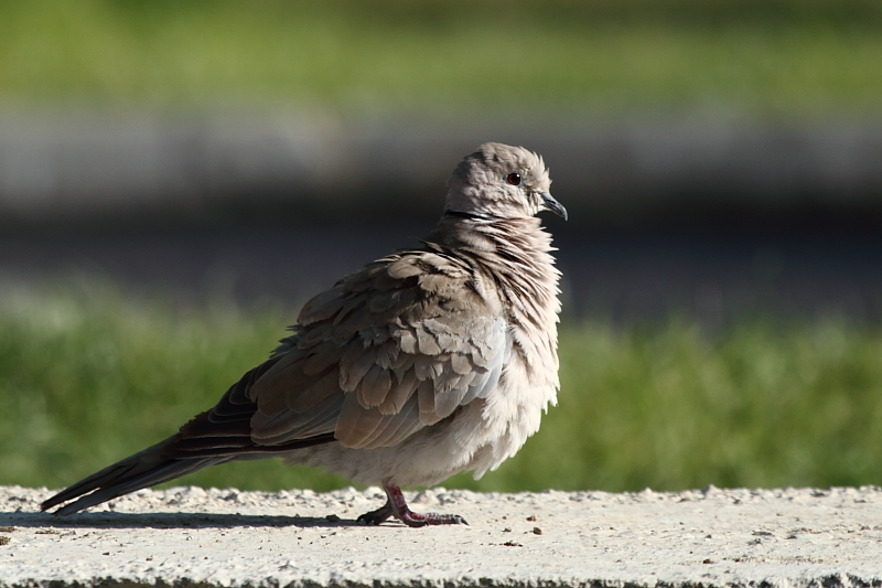Eurasian Collared Dove