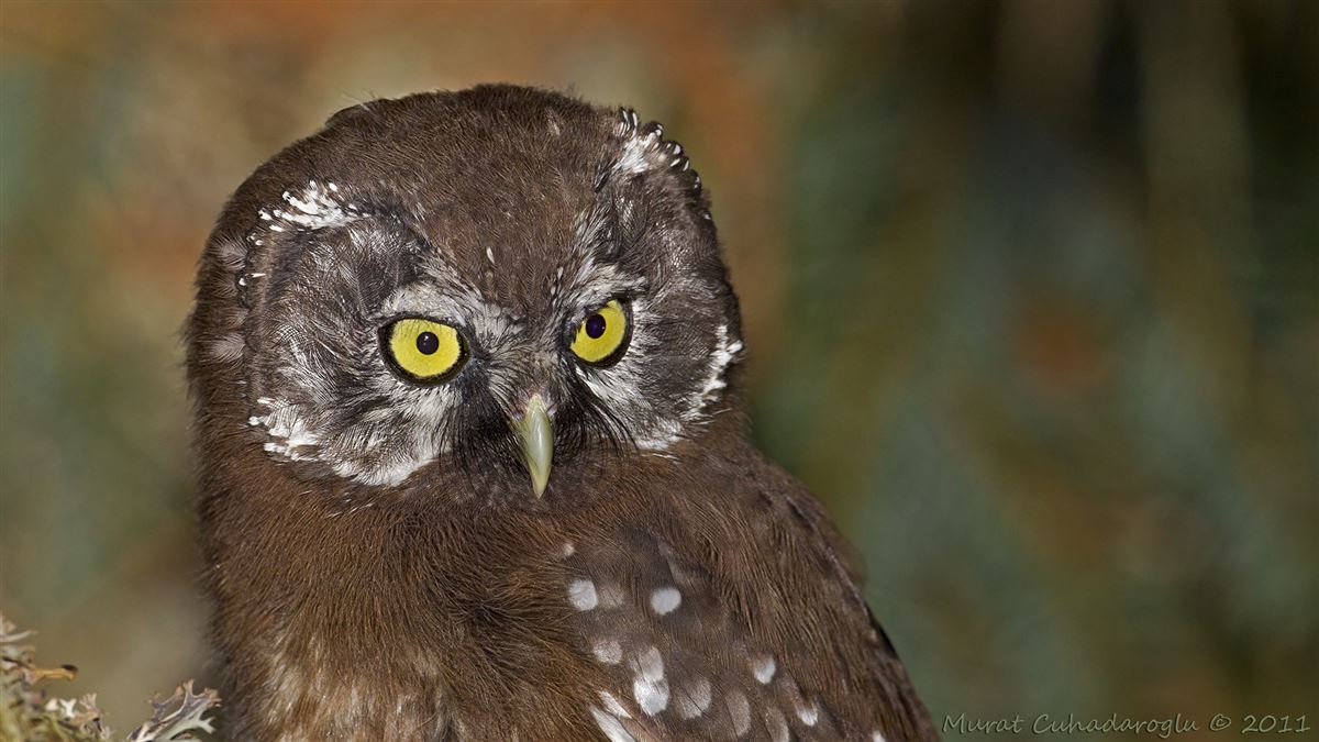 Boreal Owl