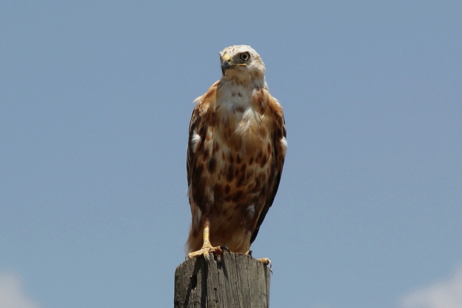 Long-legged Buzzard