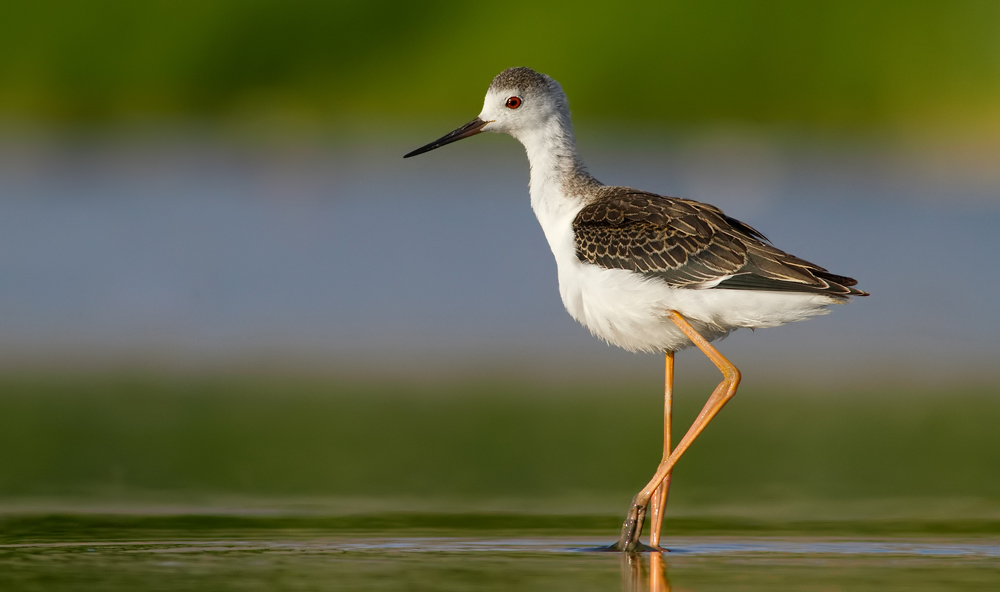 Black-winged Stilt