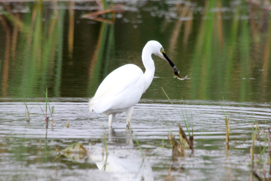 Little Egret