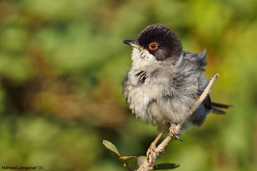 Sardinian Warbler