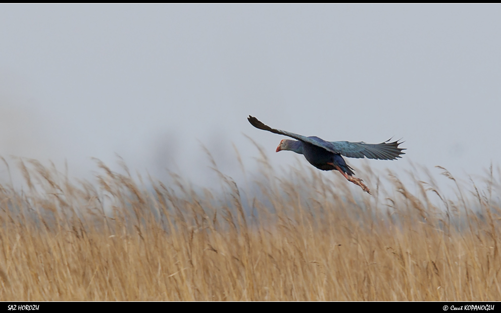 Grey-headed Swamphen