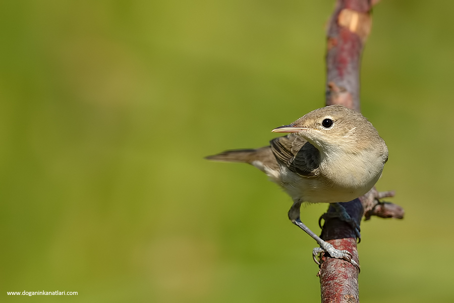 Eastern Olivaceous Warbler