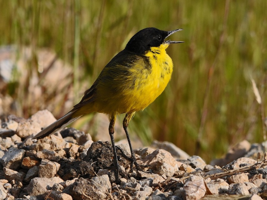 Western Yellow Wagtail