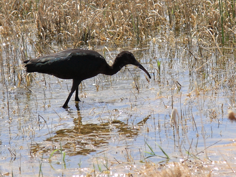 Glossy Ibis