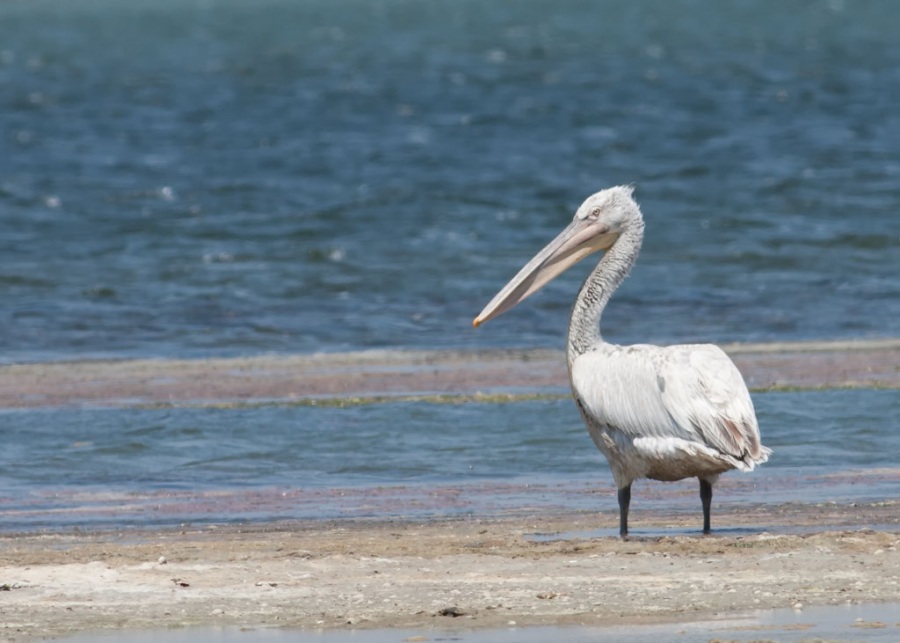 Dalmatian Pelican