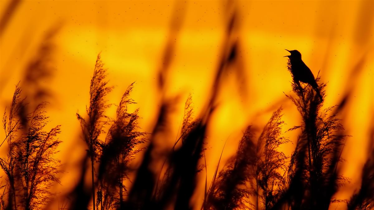 Great Reed Warbler