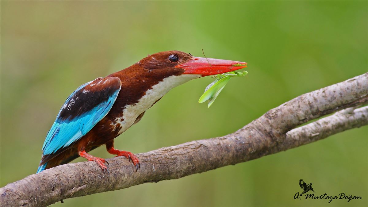 White-throated Kingfisher