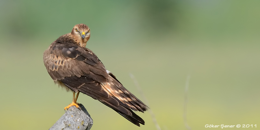 Montagu`s Harrier