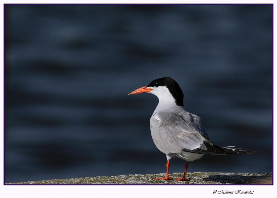 Common Tern
