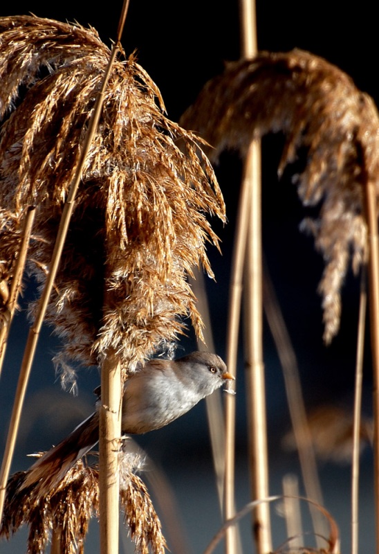 Bearded Reedling