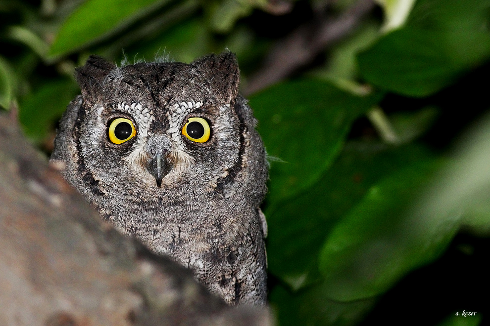 Eurasian Scops Owl