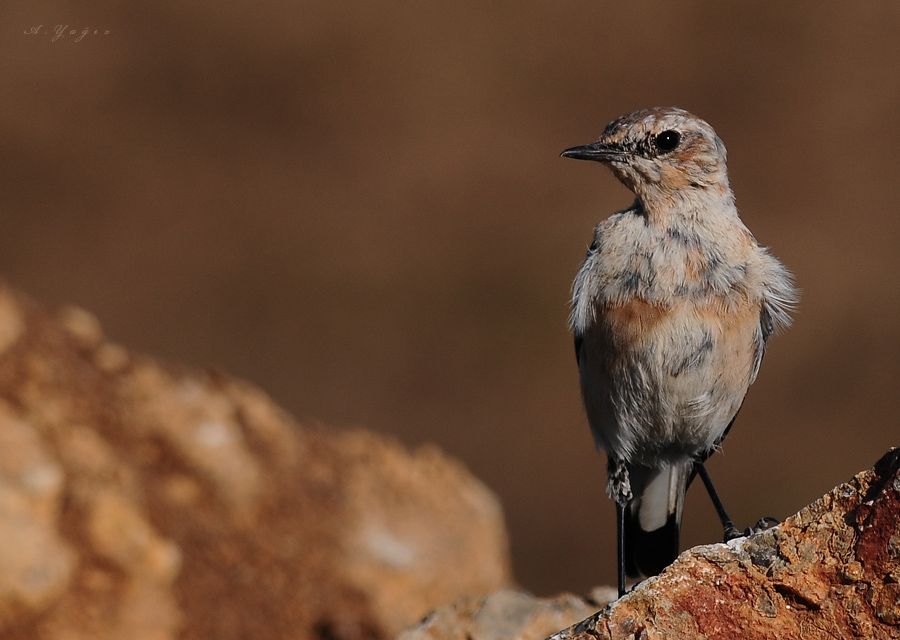 Northern Wheatear