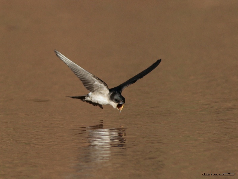 Western House Martin