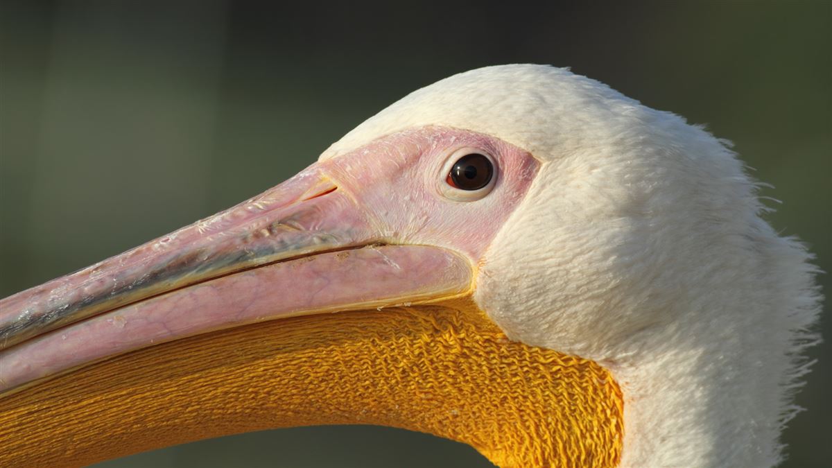 Great White Pelican