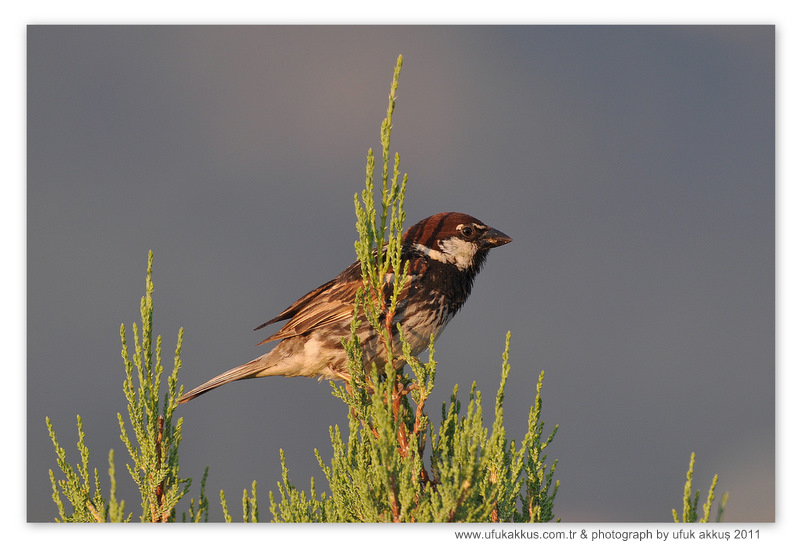 Spanish Sparrow