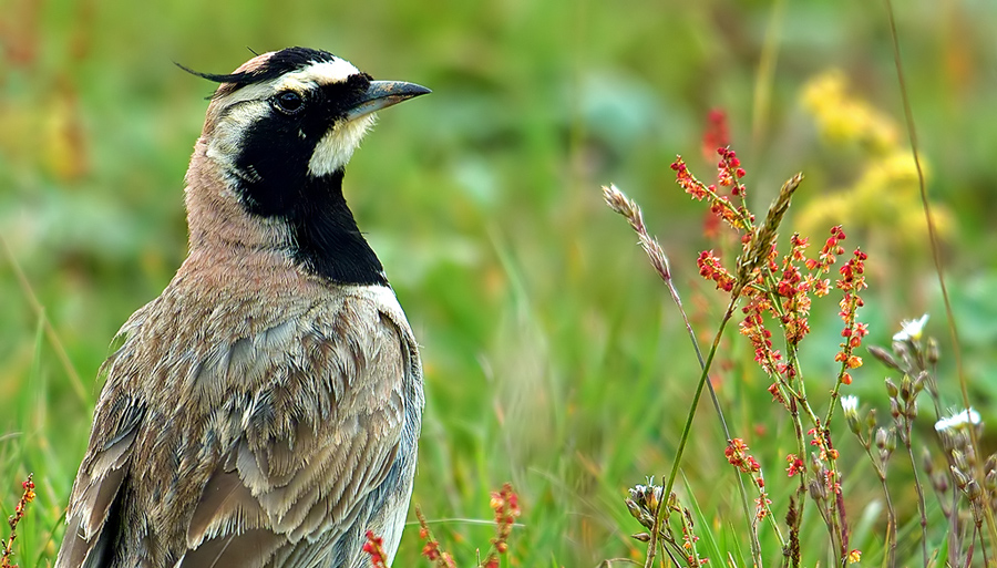 Horned Lark