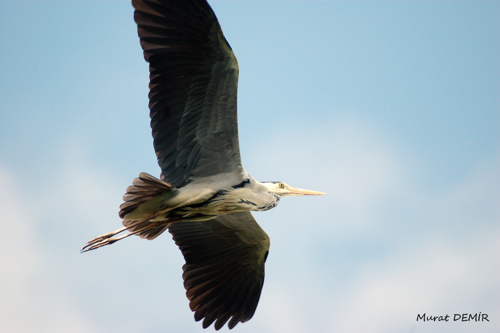 Grey Heron