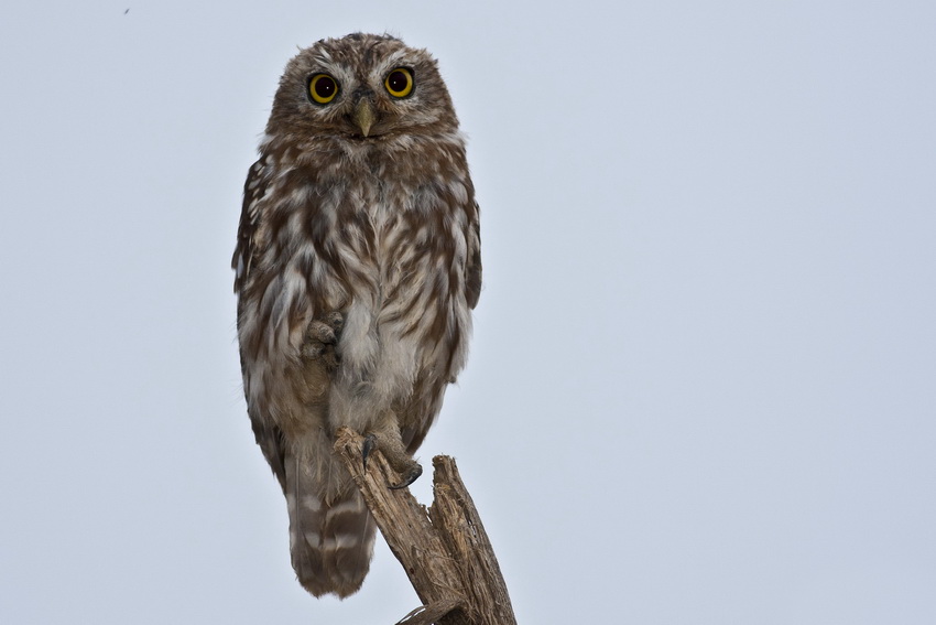 Little Owl