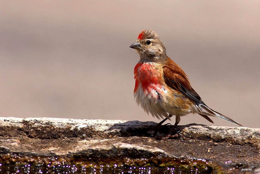 Common Linnet