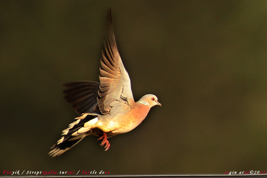 European Turtle Dove