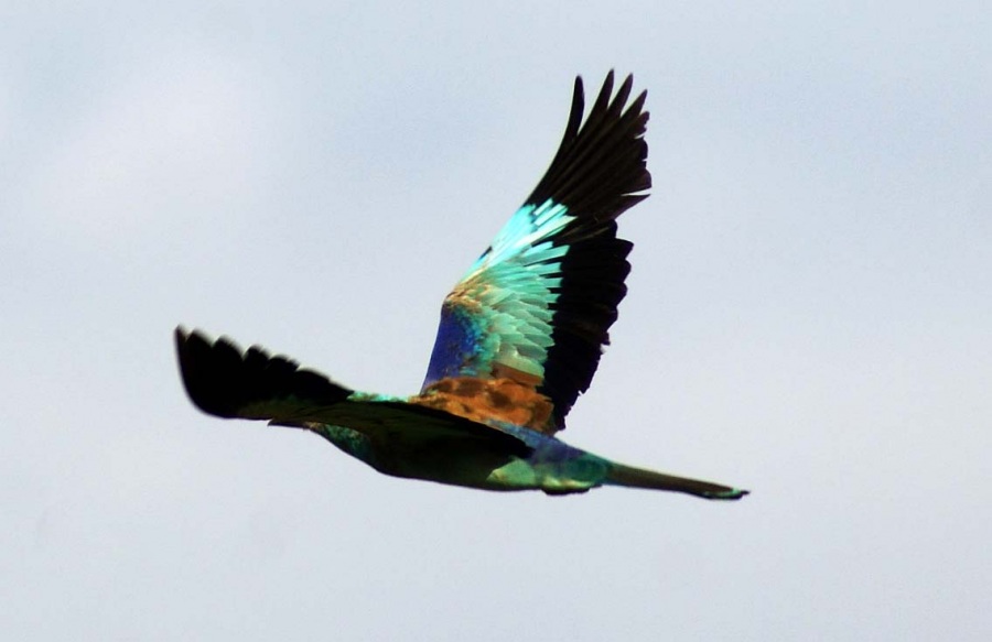 European Roller