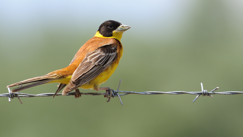 Black-headed Bunting