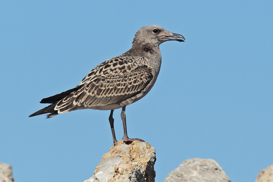 Audouin`s Gull