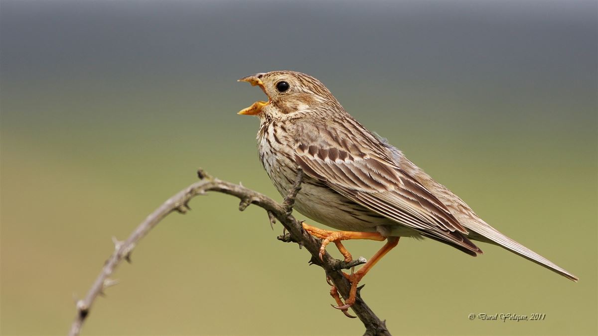 Corn Bunting