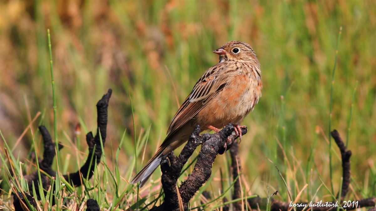 Ortolan Bunting