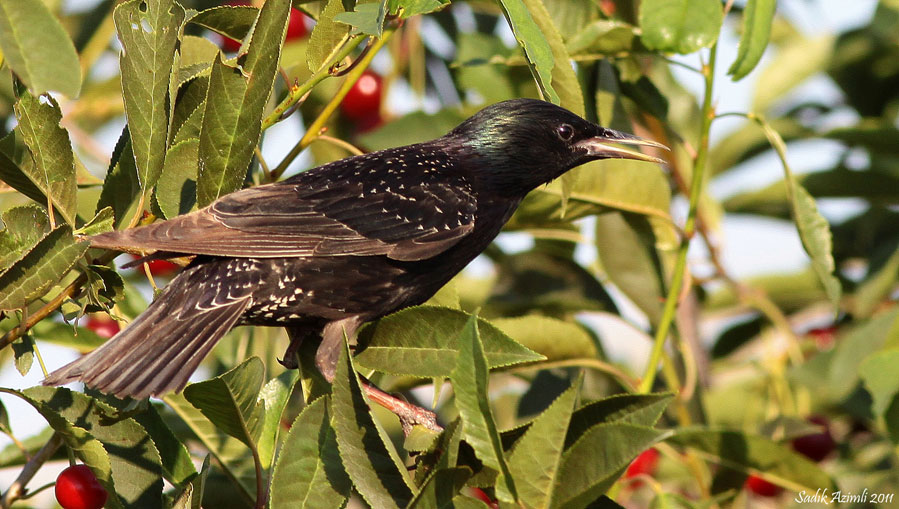 Common Starling