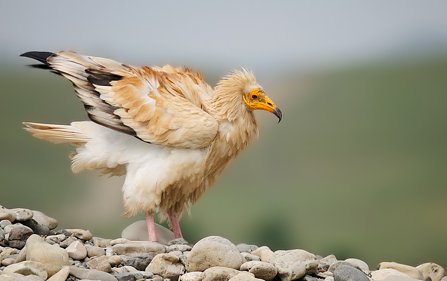 Egyptian Vulture
