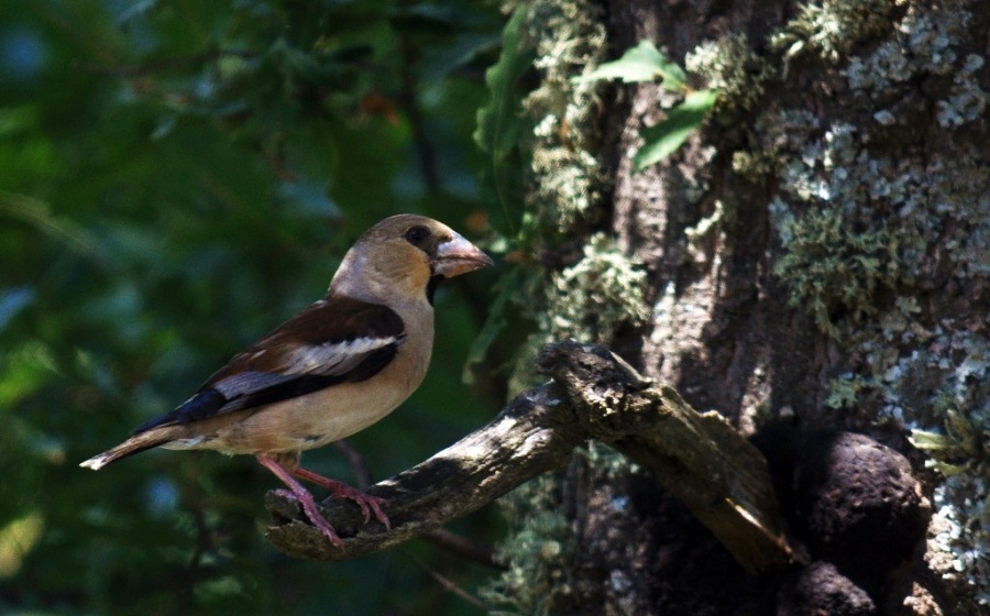 Hawfinch