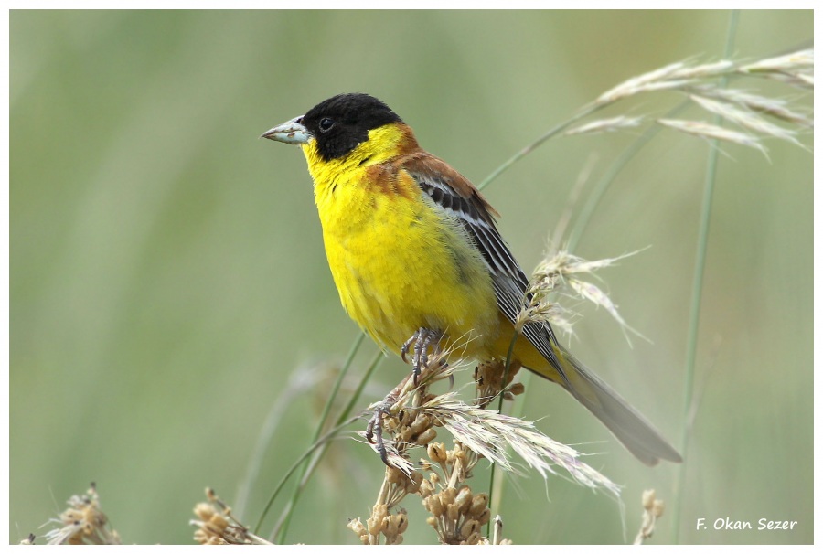 Black-headed Bunting