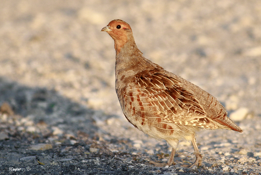 Grey Partridge