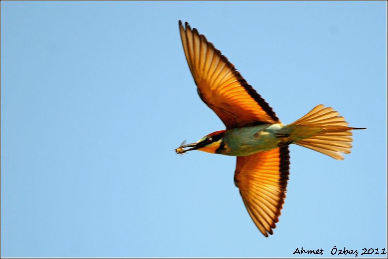 European Bee-eater