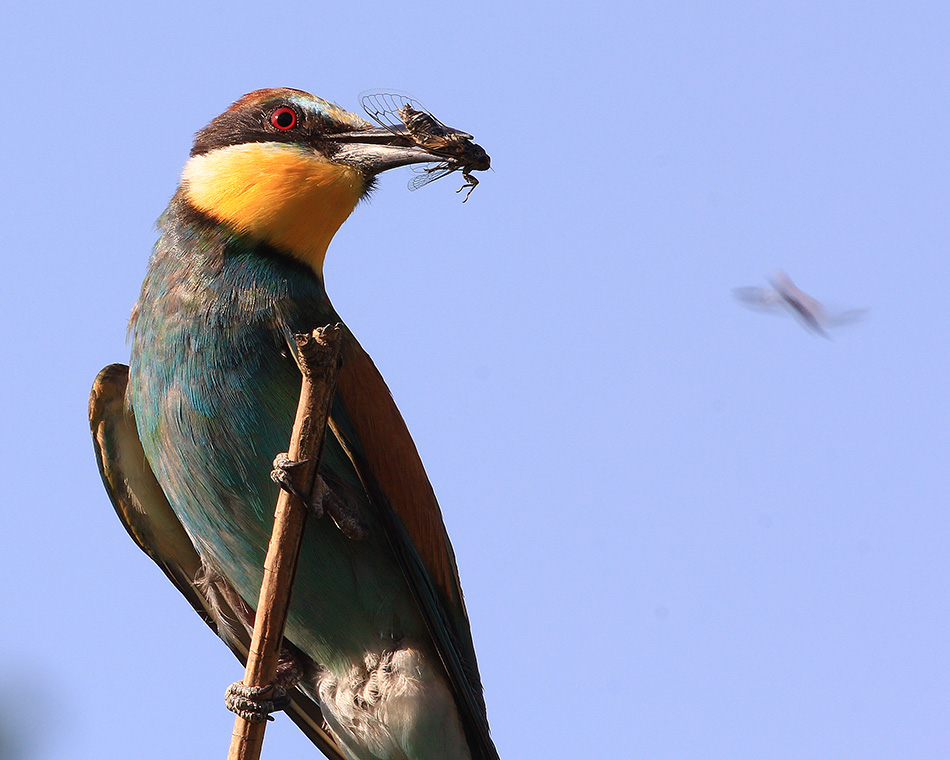 European Bee-eater