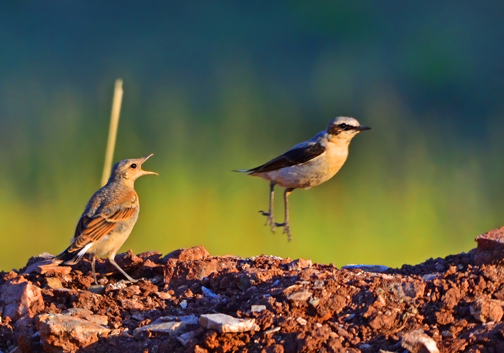 Northern Wheatear
