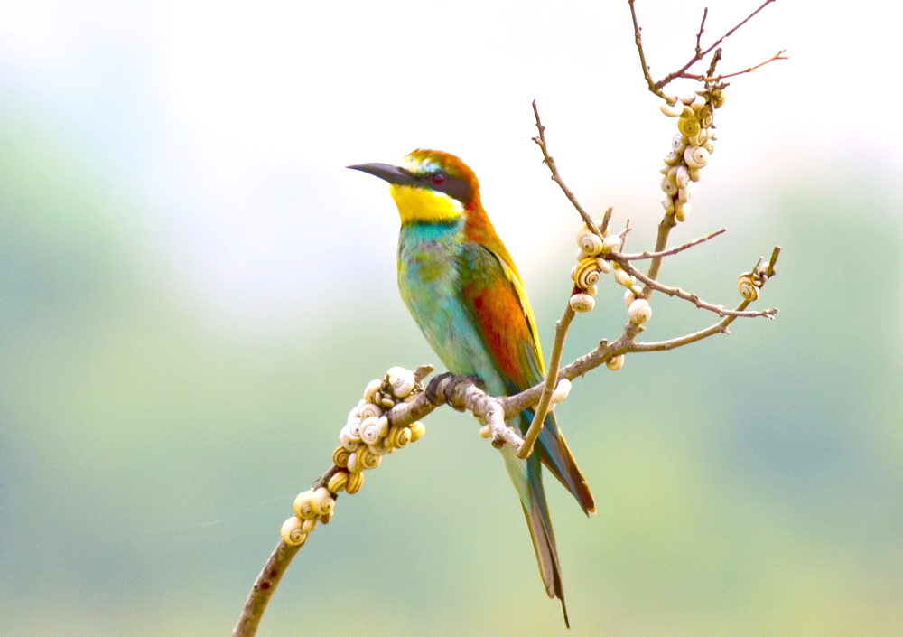 European Bee-eater