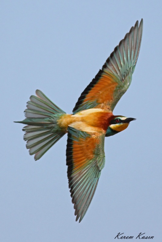 European Bee-eater