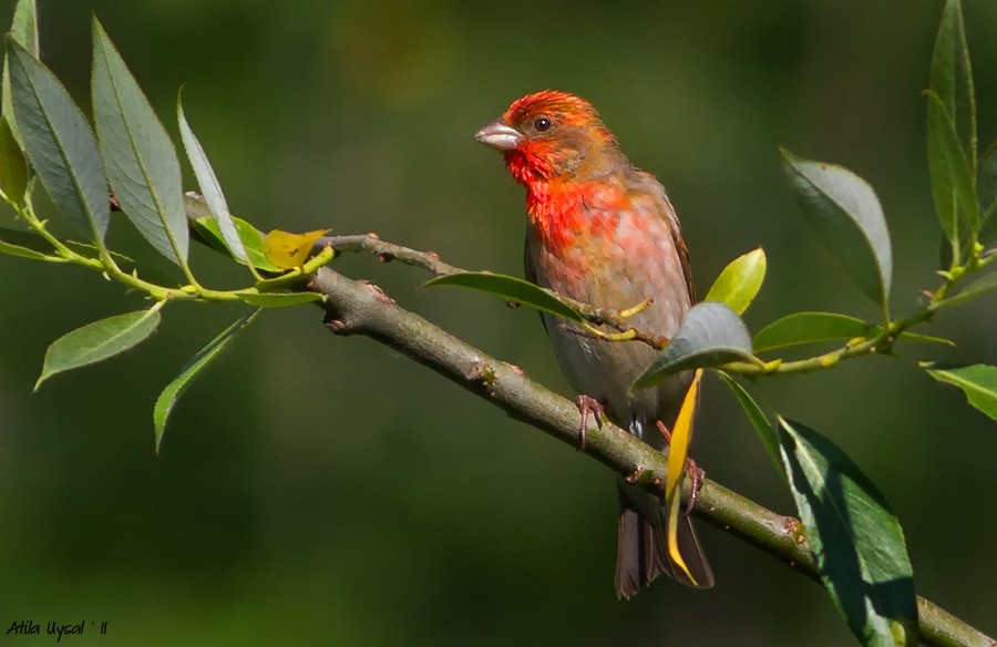 Common Rosefinch