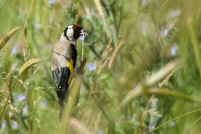 European Goldfinch