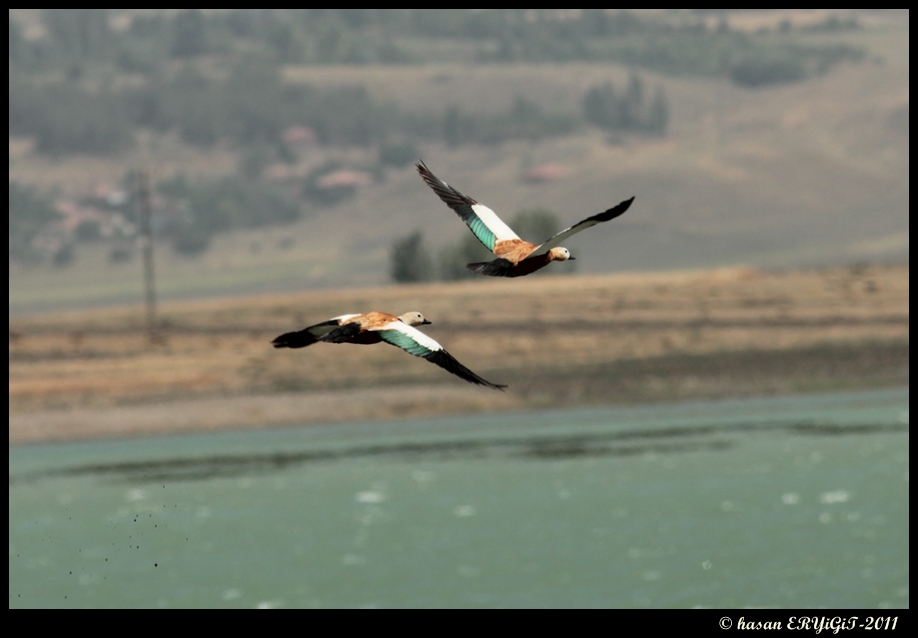 Ruddy Shelduck
