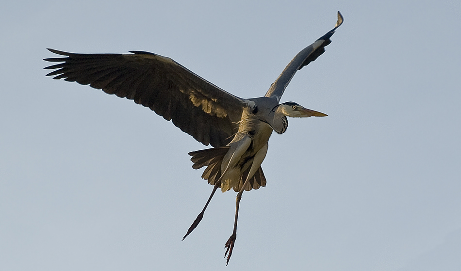 Grey Heron