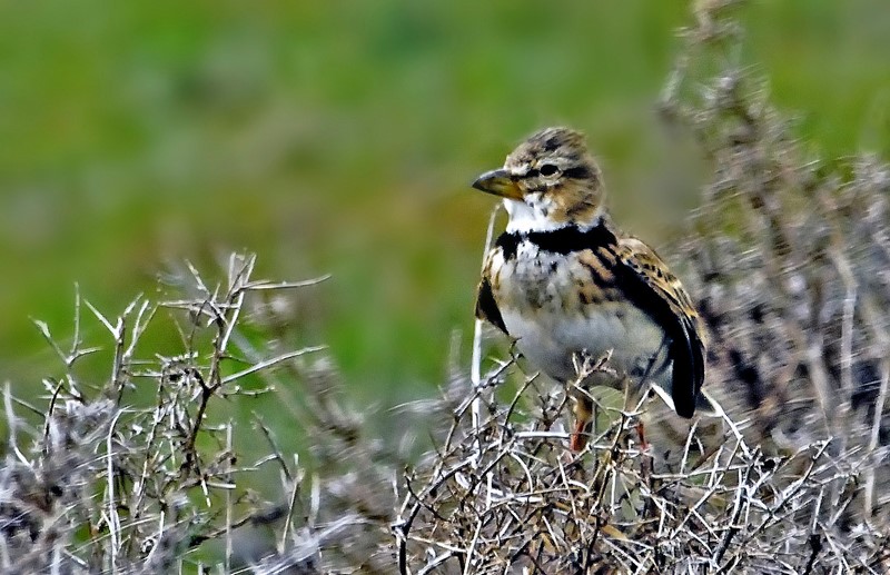 Bimaculated Lark
