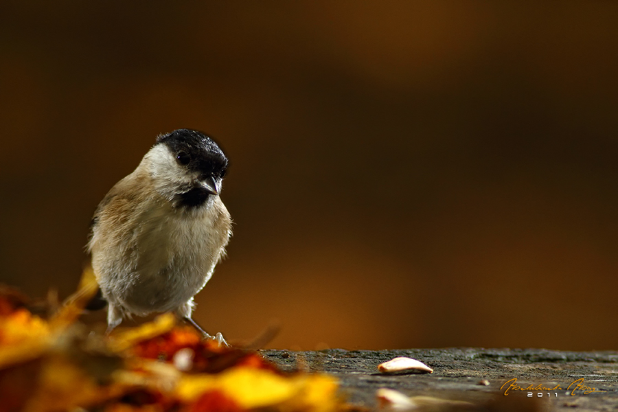 Marsh Tit