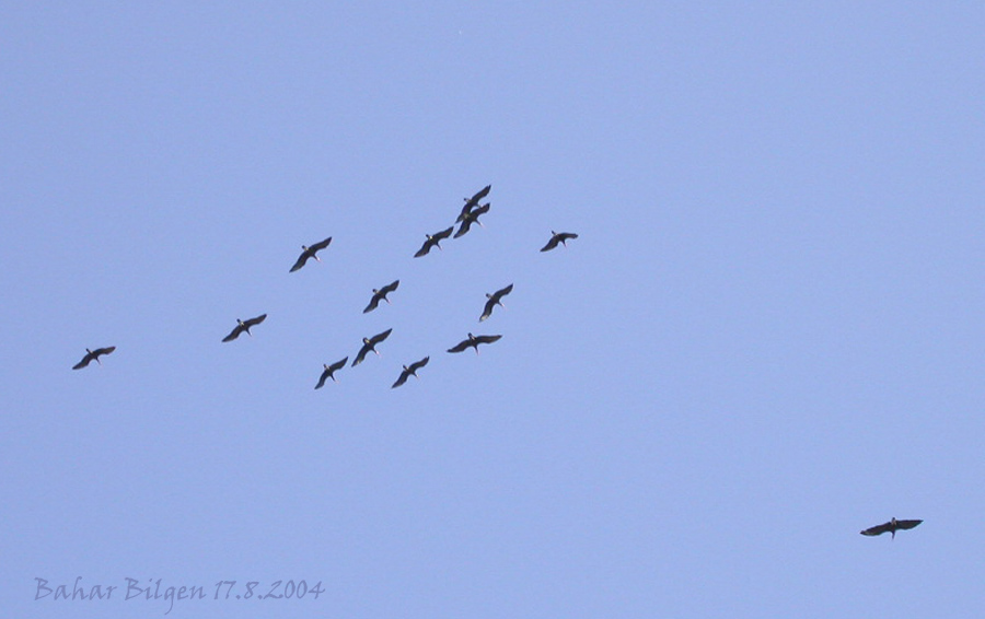 Northern Bald Ibis